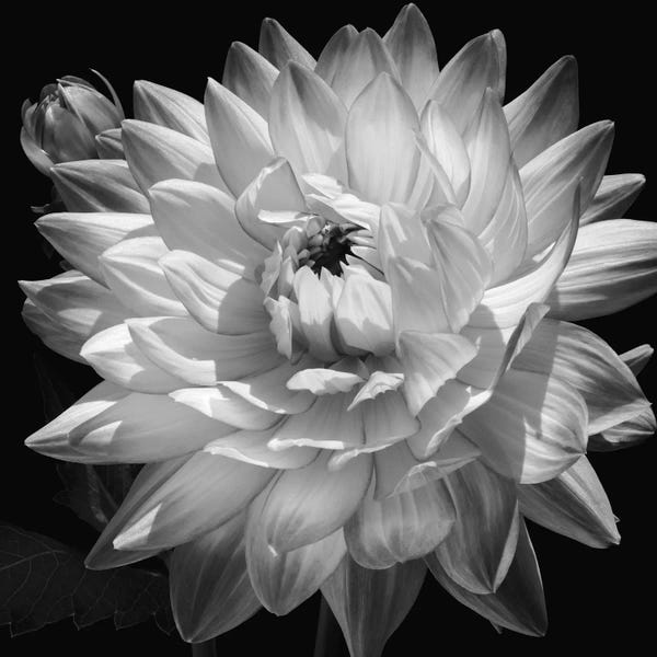 Caroline Kelly: White Dahlia II by Caroline Kelly