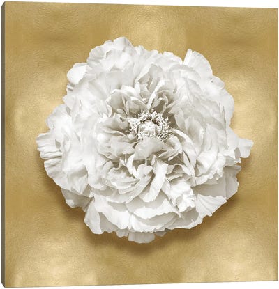 Flower On Gold II Canvas Art Print - Gold & White Art