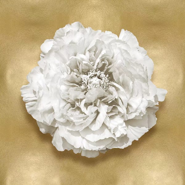 Caroline Kelly: Flower On Gold II by Caroline Kelly