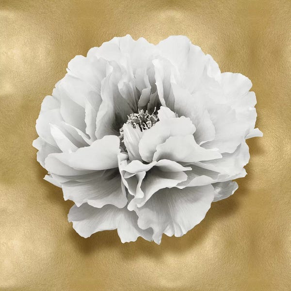 Caroline Kelly: Flower On Gold III by Caroline Kelly