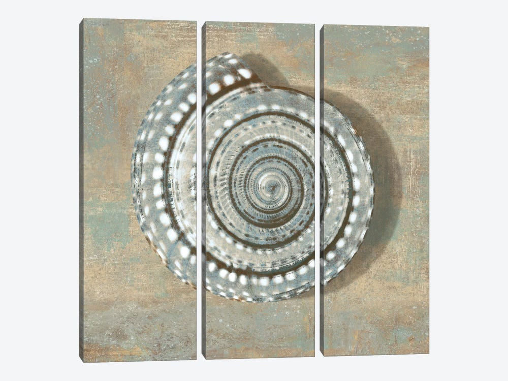 Aqua Seashell by Caroline Kelly 3-piece Canvas Art Print