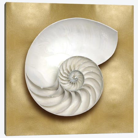 Shell On Gold II Canvas Print #KEL61} by Caroline Kelly Canvas Art