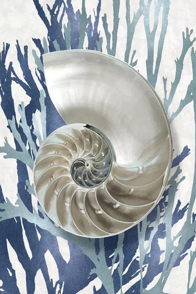 Coral: Shell Coral Aqua Blue II by Caroline Kelly