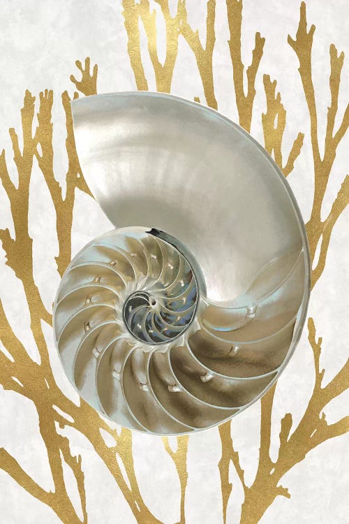 Shell Coral Gold II by Caroline Kelly wall art