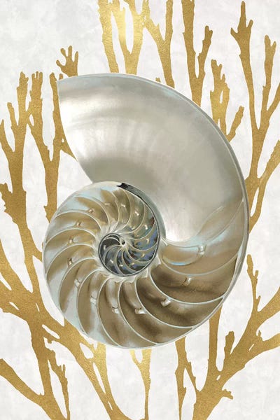 Caroline Kelly: Shell Coral Gold II by Caroline Kelly
