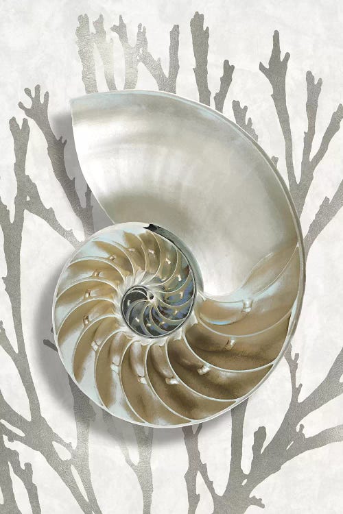 Shell Coral Silver II by Caroline Kelly wall art