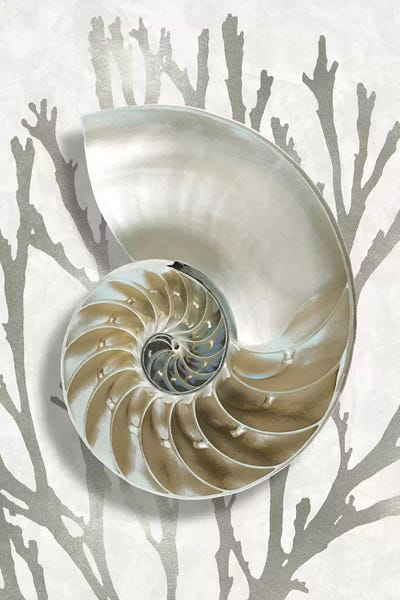 Nature Close-Ups: Shell Coral Silver II by Caroline Kelly