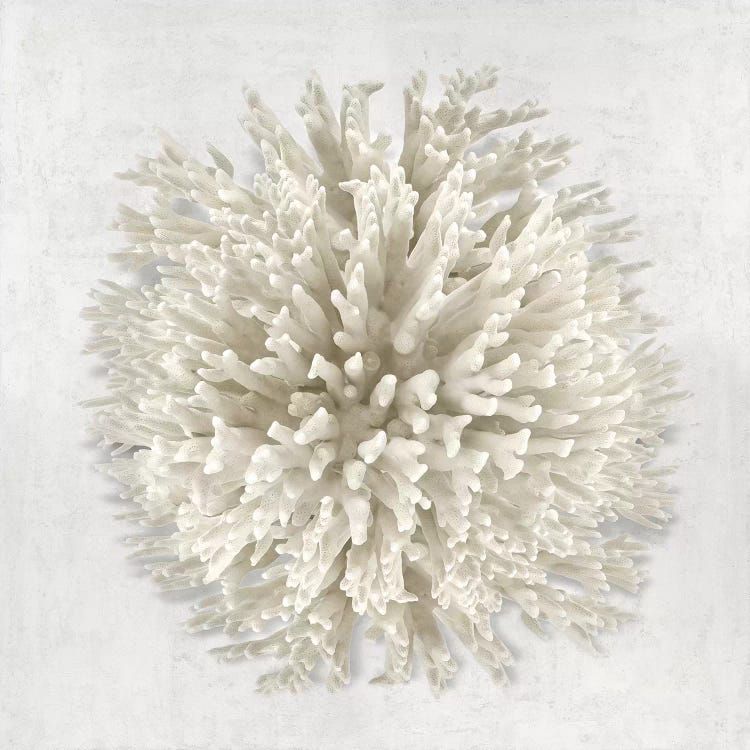 Coral I by Caroline Kelly wall art