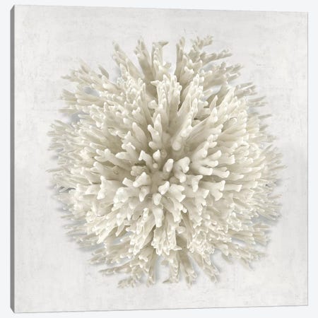 Coral I Canvas Print #KEL90} by Caroline Kelly Canvas Art Print