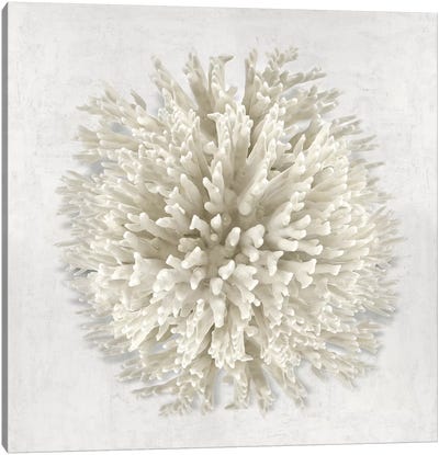 Coral I Canvas Art Print - Caroline Kelly