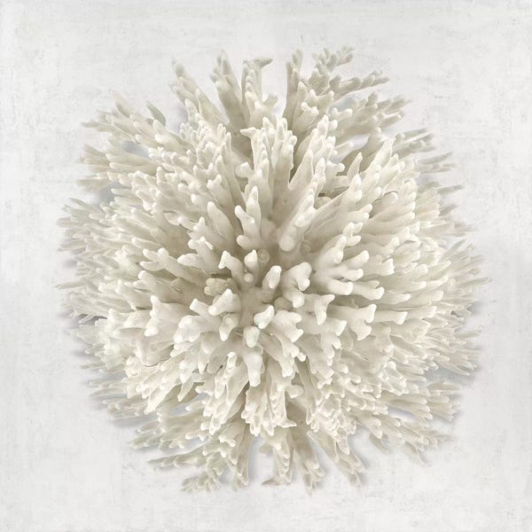 Caroline Kelly: Coral I by Caroline Kelly