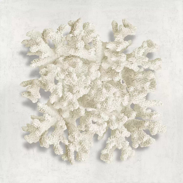 Coral II by Caroline Kelly wall art