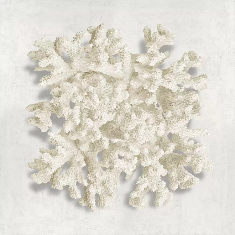 Coral II