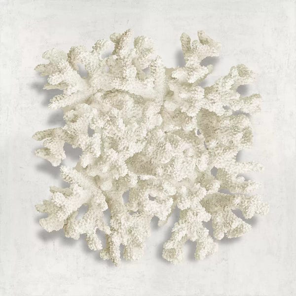 Caroline Kelly: Coral II by Caroline Kelly