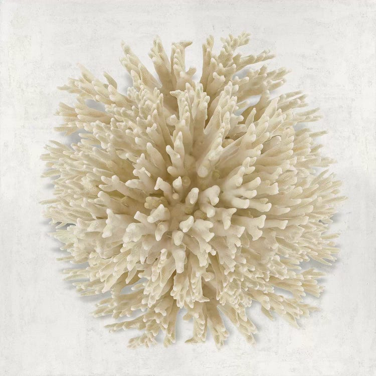 Coral Cream I by Caroline Kelly wall art