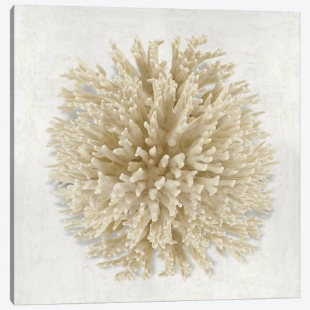 Coral Cream I Canvas Print #KEL96} by Caroline Kelly Canvas Art