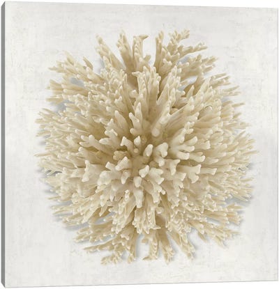 Coral Cream I Canvas Art Print - Caroline Kelly