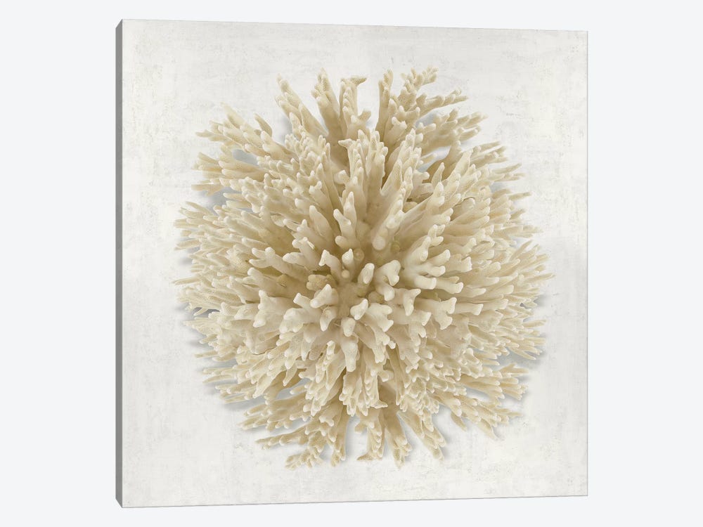 Coral Cream I by Caroline Kelly 1-piece Canvas Print