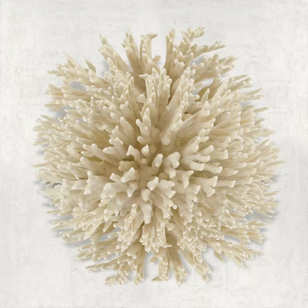 Caroline Kelly: Coral Cream I by Caroline Kelly