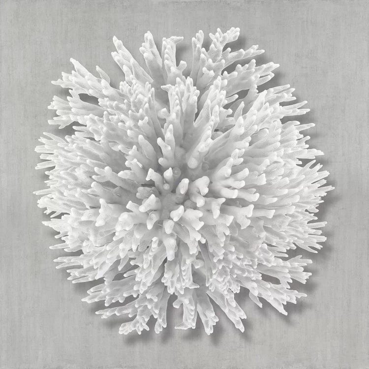 Coral on Gray I by Caroline Kelly wall art