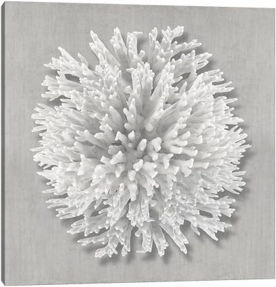 Coral on Gray I Canvas Art Print - Coral Art