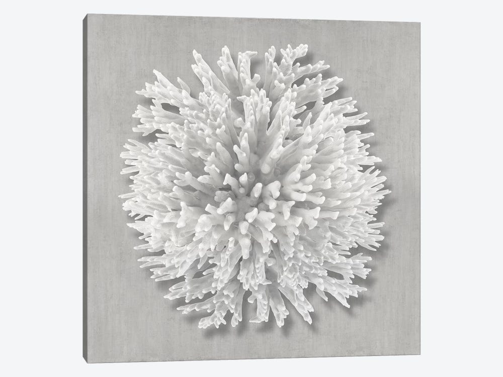 Coral on Gray I by Caroline Kelly 1-piece Canvas Print