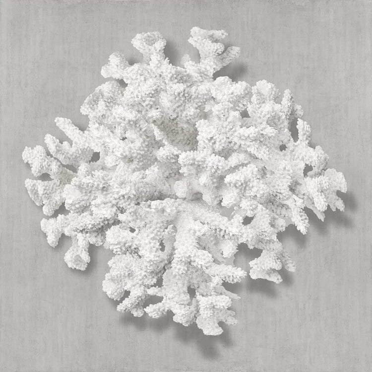 Coral on Gray II by Caroline Kelly wall art