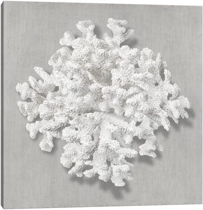 Coral on Gray II Canvas Art Print - Coral Art
