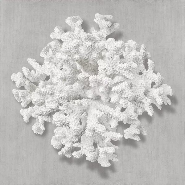 Caroline Kelly: Coral on Gray II by Caroline Kelly