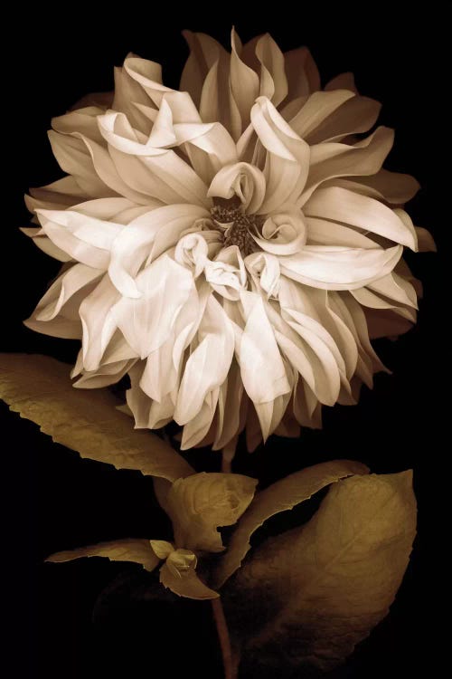 Dahlia I by Caroline Kelly wall art