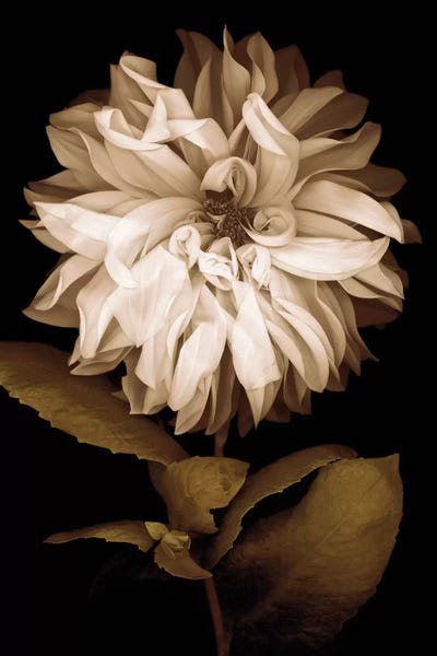 Caroline Kelly: Dahlia I by Caroline Kelly