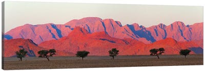 Tree with mountain in southern Namib Desert, Sesriem Canvas Art Print
