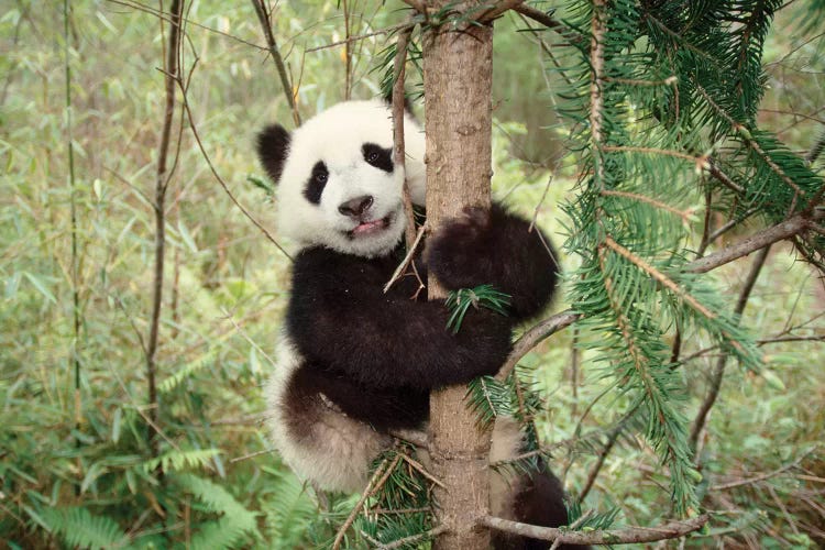 Panda Cub Playing On Tree, Wolong, Sichuan, China