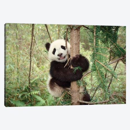 Panda Cub Playing On Tree, Wolong, Sichuan, China Canvas Print #KES10} by Keren Su Canvas Artwork