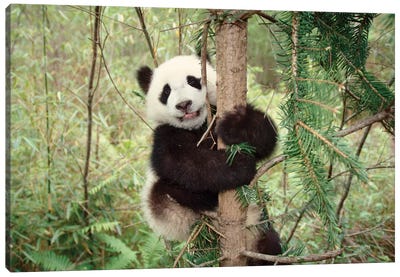 Panda Cub Playing On Tree, Wolong, Sichuan, China Canvas Art Print
