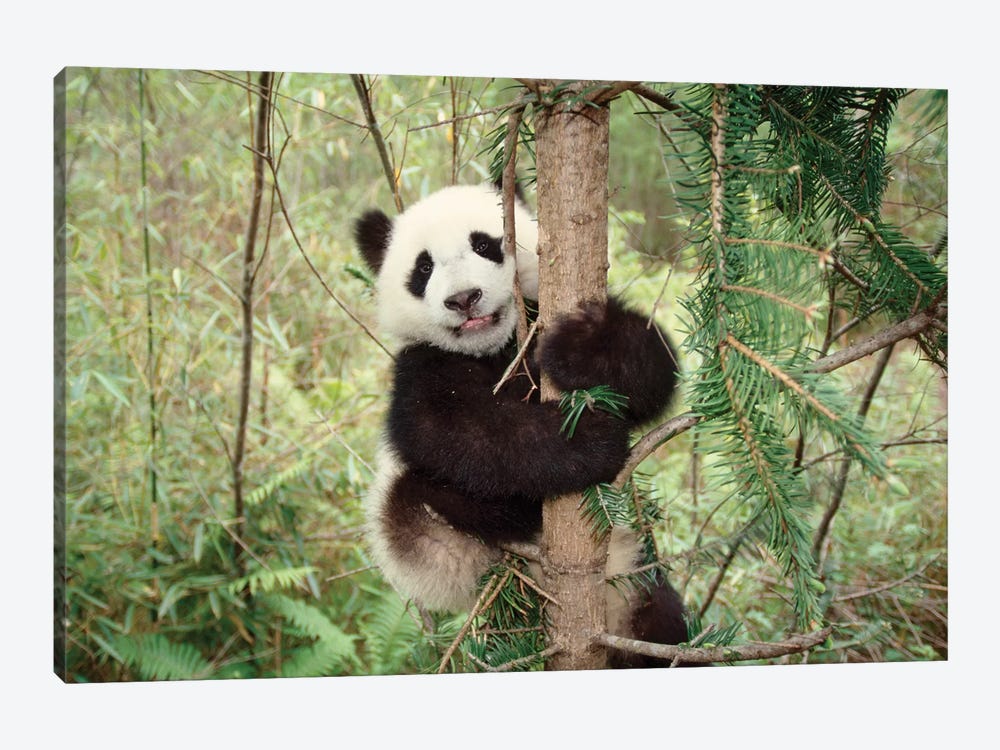 Panda Cub Playing On Tree, Wolong, Sichuan, China by Keren Su 1-piece Canvas Art