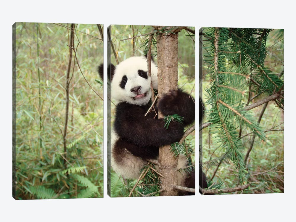 Panda Cub Playing On Tree, Wolong, Sichuan, China by Keren Su 3-piece Canvas Wall Art