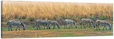 Zebras, Chobe National Park, North-West District, Botswana Canvas Art Print