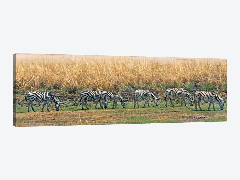 Zebras, Chobe National Park, North-West District, Botswana by Keren Su 1-piece Canvas Art