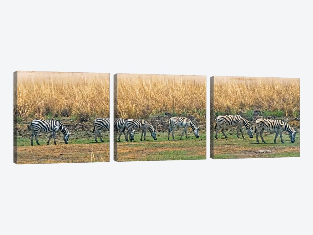 Zebras, Chobe National Park, North-West District, Botswana 3-piece Canvas Artwork
