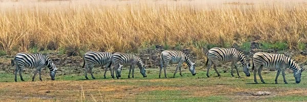 Keren Su: Zebras, Chobe National Park, North-West District, Botswana by Keren Su