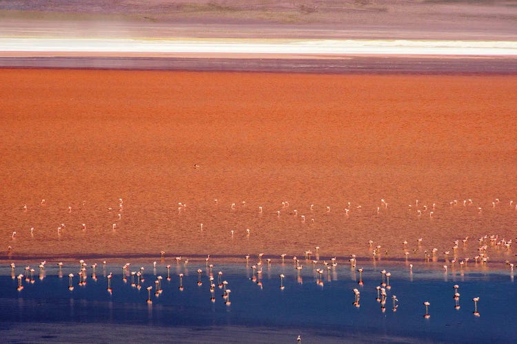 Flamingos in Laguna Colorada, Eduardo Abaroa Andean Fauna National Reserve, Potosi Department, Bolivia