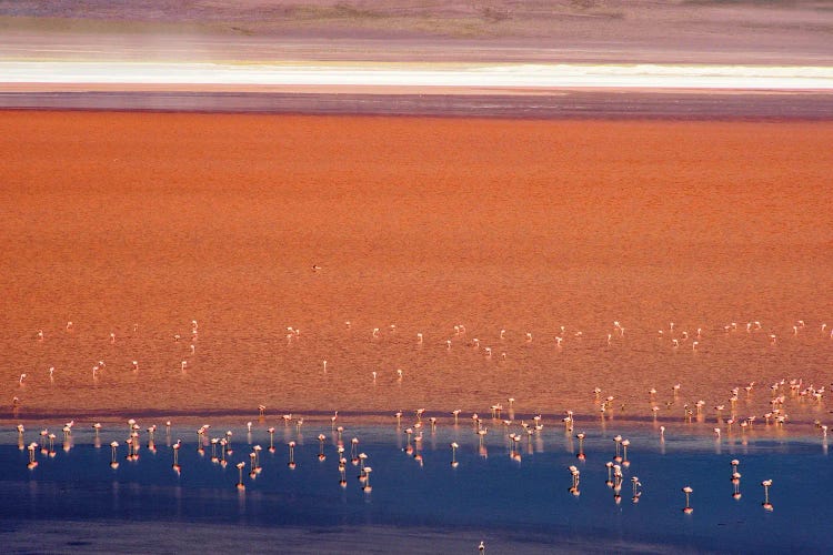 Flamingos in Laguna Colorada, Eduardo Abaroa Andean Fauna National Reserve, Potosi Department, Bolivia by Keren Su wall art