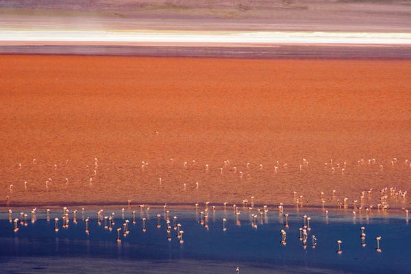 Keren Su: Flamingos in Laguna Colorada, Eduardo Abaroa Andean Fauna National Reserve, Potosi Department, Bolivia by Keren Su