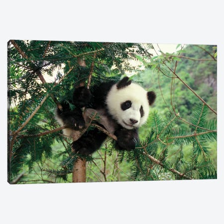 Giant Panda Cub Climbs A Tree, Wolong Valley, Sichuan Province, China Canvas Print #KES11} by Keren Su Canvas Wall Art