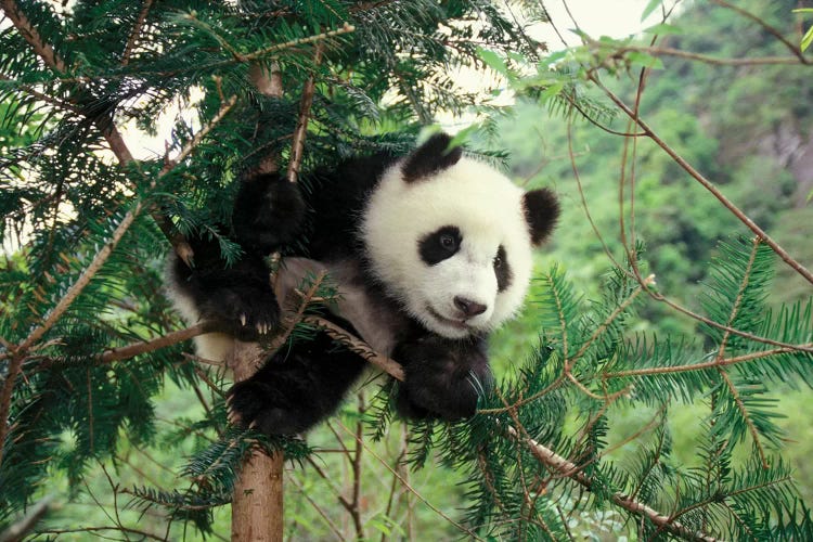 Giant Panda Cub Climbs A Tree, Wolong Valley, Sichuan Province, China