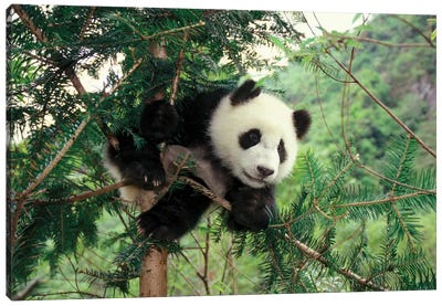 Giant Panda Cub Climbs A Tree, Wolong Valley, Sichuan Province, China Canvas Art Print - Panda Art