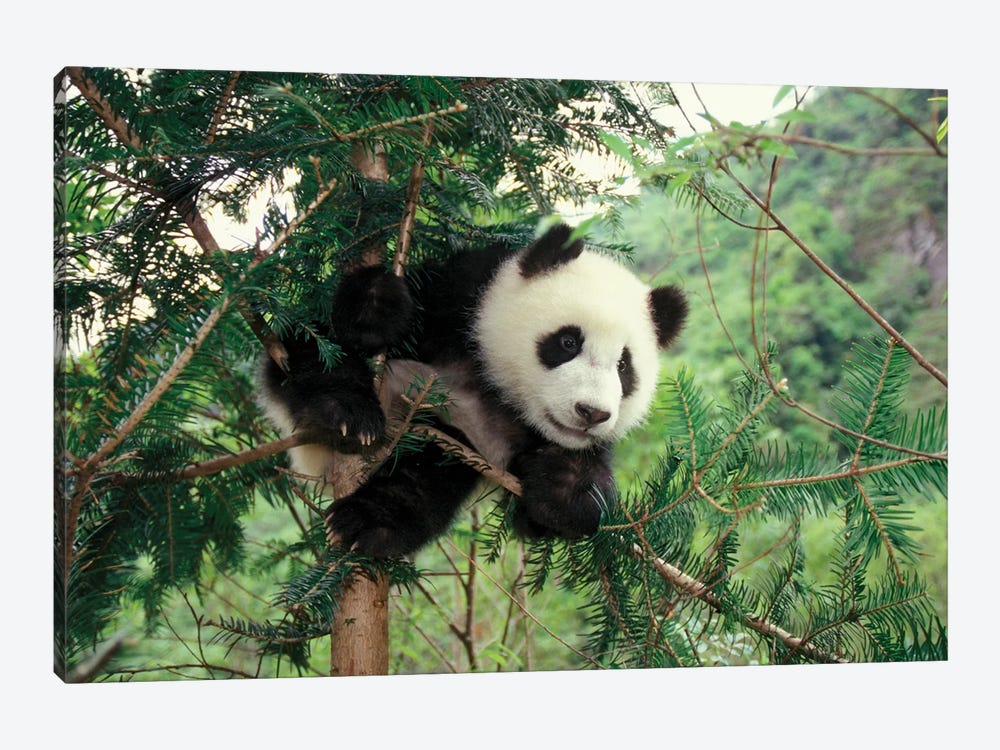 Giant Panda Cub Climbs A Tree, Wolong Valley, Sichuan Province, China by Keren Su 1-piece Art Print