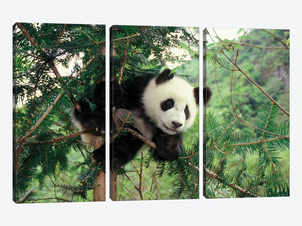 Giant Panda Cub Climbs A Tree, Wolong Valley, Sichuan Province, China by Keren Su 3-piece Canvas Art Print