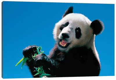 Panda Eating Bamboo, Wolong, Sichuan, China Canvas Art Print - Panda Art